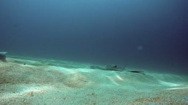 Deniz ışın balık mercan resif alt kayma. Stingrays köpekbalıklarına ilgili kıkırdaklı balıklar deniz ışınları bir grubuz. Coşkulu tropikal hayvan türleri. Korku veren benzersiz vahşi hayatından dünya çapında.