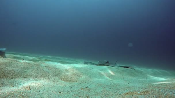 물고기 산호초의 아래로 가오리는 상어와 물고기의 종입니다 각국에서 독특한 — 비디오