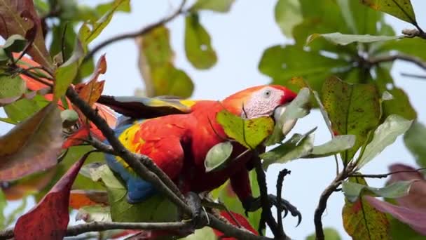 Kleurrijke Ara Papegaai Een Tak Slow Motion Rood Groen Macaw — Stockvideo