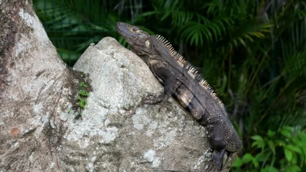 Lucertola Grigia Tropicale Americana Che Osserva Ambiente Nei Caraibi Lucertola — Video Stock