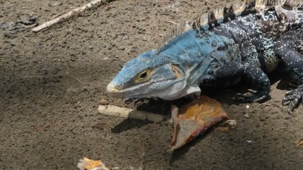 アメリカ熱帯青灰色トカゲ スローモーションで Caribbean Stationary 暗い灰色熱帯トカゲで食べる あふれんばかりの熱帯の動物種 世界中から素晴らしいカラフルなユニークな爬虫類 — ストック動画
