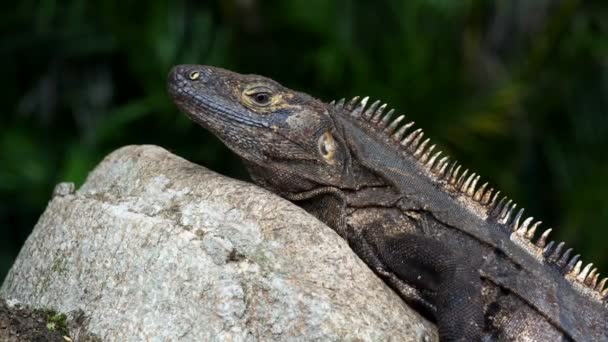 Американський Тропічних Сірий Ящірка Спостереження Навколишнього Середовища Caribbean Stationary Темно — стокове відео
