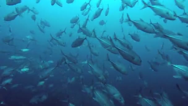 Banca Pesce Fondo Marino Paesaggio Nei Caraibi Sea Deep Blu — Video Stock