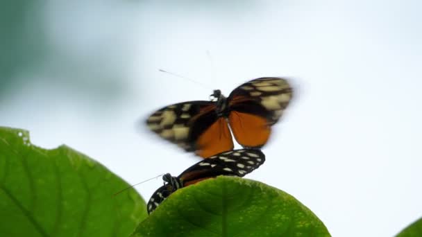 Orange Black Dottet Tropical Butterfly Flapping Its Wings Slow Motion — Stock Video