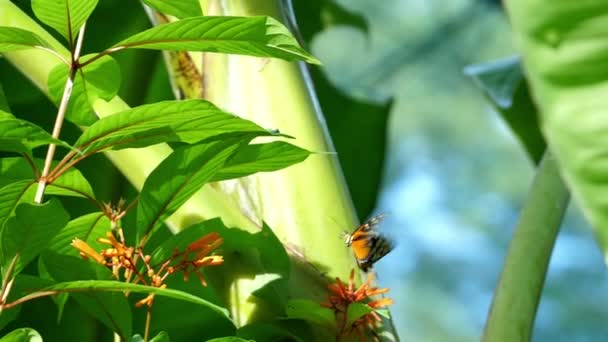 Оранжевая Черная Точка Тропическая Бабочка Машет Крыльями Замедленного Движения Тропическая — стоковое видео