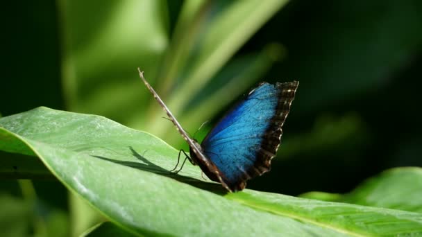 令人敬畏的蓝色热带蝴蝶在森林里的一片叶子上慢动作 热带蝴蝶在加勒比海缓慢地拍打着它壮观的翅膀 旺盛的热带动物物种 真棒五颜六色的独特昆虫从周围的日 — 图库视频影像