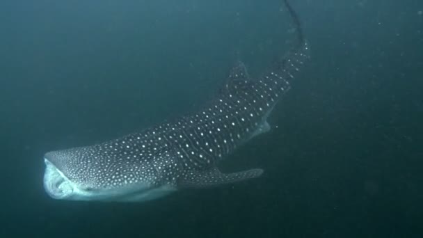 Der Walhai Der Den Gewässern Der Karibik Schwimmt Ist Ein — Stockvideo