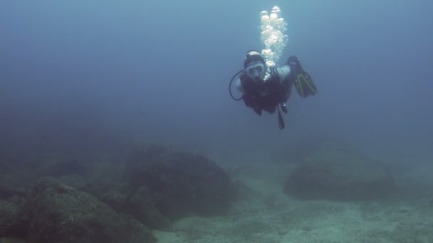 カリブの海を水中の海でスキューバ ダイビングを練習します 水中海水生野性生物の監視 カリブ海 Sea Observing 海洋生物 サンゴ礁の海でダイビング — ストック動画