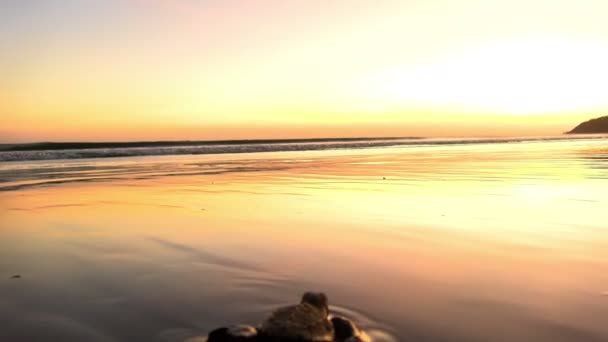 Atlantic Ridley Havssköldpaddor Baby Korsar Stranden Vid Soluppgången Nyfödda Små — Stockvideo