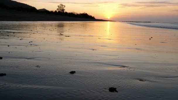 大西洋里德利海龟在日出时穿过海滩 新生的小海龟第一次驶向海水 在沙滩上的海龟幼鸟 中美洲自然保护区的野龟 — 图库视频影像