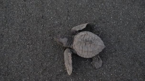 大西洋上瑞利海带龟横渡海滩 新生的小海龟第一次驶向海水 海龟在沙滩上孵化 中美洲自然保护区中的野龟 — 图库视频影像