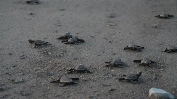 大西洋里德利海龟横渡海滩 新生的小海龟第一次驶向海水 在沙滩上的海龟幼鸟 中美洲自然保护区的野龟 — 图库视频影像