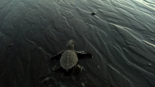 Новорожденная Крошечная Черепаха Впервые Вылупившаяся Песках Заповедника Центральной Америке — стоковое видео
