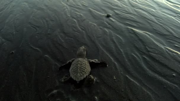 大西洋リドリー Saby 海亀ビーチを横断します 初めて新生児の小さなカメに向かって ビーチの砂浜にカメの雛 中央アメリカの自然保護区で野生のウミガメ — ストック動画