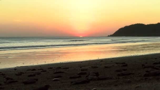 Atlantic Ridley Sea Baby Turtles Crossing Beach Sunset Newborn Tiny — Stock Video