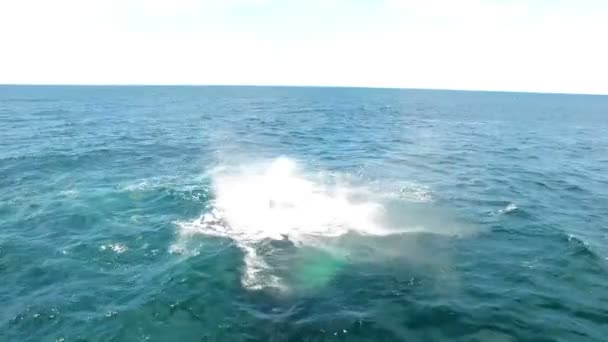 Balena Uscita Spruzzare Acqua Con Sua Enorme Coda Drone Whales — Video Stock
