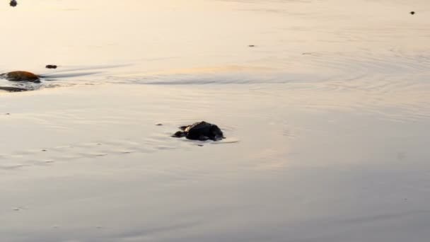 Atlantische Ridley Baby Zeeschildpadden Overschrijding Van Het Strand Bij Zonsopgang — Stockvideo