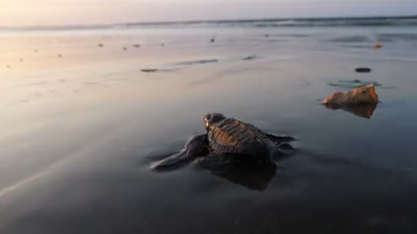 Atlantische Ridley Baby Zeeschildpadden Overschrijding Van Het Strand Bij Zonsopgang — Stockvideo