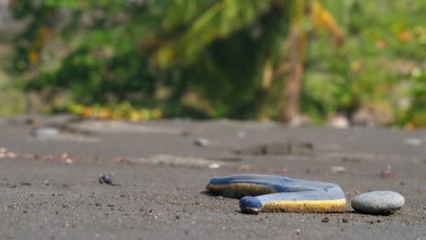 热带黄色的海蛇在沙滩上的沙滩上 俗称黄腹海蛇 是一种在热带海洋水域中发现的来自水龙亚科的蛇 — 图库视频影像