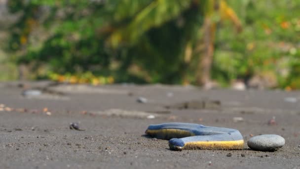 Serpiente Marina Tropical Amarilla Arena Playa Hydrophis Platurus Una Especie — Vídeo de stock