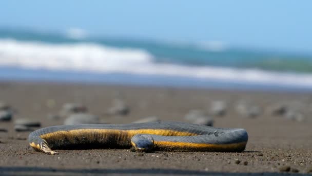 Cobra Marinha Amarela Tropical Areia Praia Hydrophis Platurus Uma Espécie — Vídeo de Stock