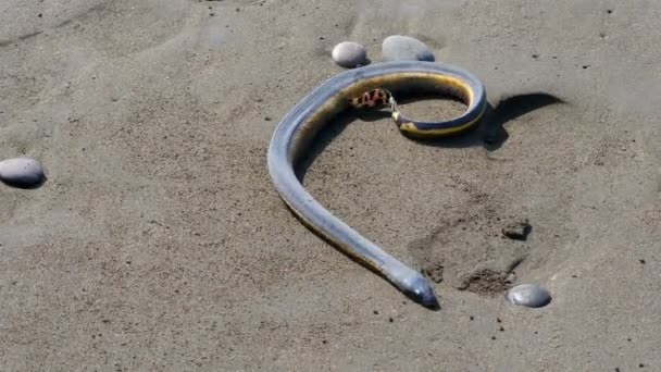 Serpiente Marina Tropical Amarilla Arena Playa Hydrophis Platurus Una Especie — Vídeos de Stock