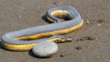 Plajın kumları üzerinde tropikal sarı deniz yılanı. Sarı karınlı deniz yılanı bilinen Hydrophis platurus, yılan Hydrophiinae tropikal okyanus sularında bulunan alt familyasından bir.