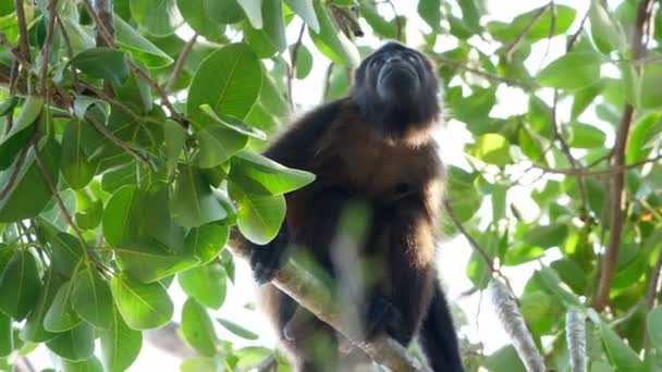 Mono Aullador Manto Tropical Una Rama Caribe Mono Aullador Manto — Vídeo de stock