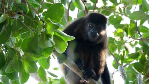 Mono Aullador Manto Tropical Una Rama Caribe Mono Aullador Manto — Vídeo de stock