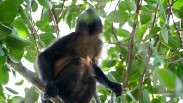 在加勒比的一个树枝上有热带的带毛的吼猴 有毛的吼叫猴或金色的吼叫猴 是一种来自中美洲和南美洲的新世界猴 它是猴子的种类之一 — 图库视频影像