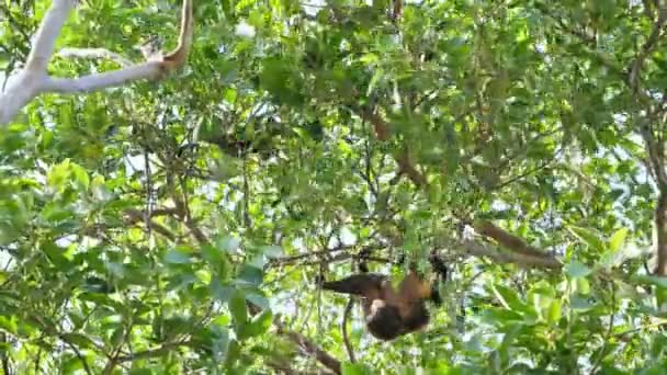 Tropische Mantelbrulaap Brulapen Takken Van Bomen Caribbean Mantelbrulaap Brulaap Gouden — Stockvideo