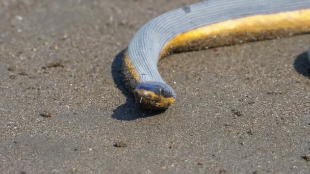 熱帯黄色のウミヘビ ビーチの砂の上 臆病ウミヘビとしてよく知られている Hydrophis Platurus がウミヘビ科は 熱帯海洋亜科から蛇の種 — ストック動画