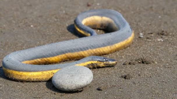 Serpiente Marina Tropical Amarilla Arena Playa Hydrophis Platurus Una Especie — Vídeo de stock