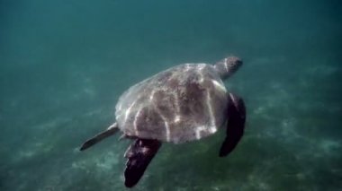 Atlantik Ridley deniz kaplumbağası mercan resifinde yüzüyor. Kemp's ridley deniz kaplumbağası deniz kaplumbağası nadir türüdür ve kritik tehlike altındadır. Lepidochelys cinsinden yaşayan iki türden biridir. Coşkulu tropikal hayvan türleri.
