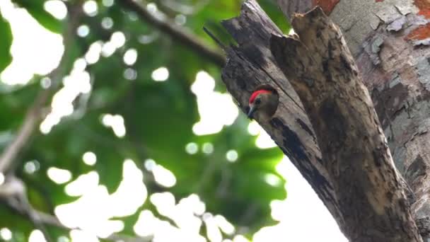 Trópusi Harkály Természetes Élőhelyükön Esőerdők Woodpeckers Része Család Picidae Egy — Stock videók