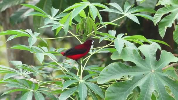 Nyári Tangara Trópusi Songbird Természetes Élőhelyükön Nyári Tanager Egy Közepes — Stock videók