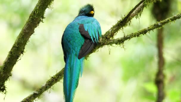 Colorido Macho Quetzal Seu Habitat Natural Floresta Quetzal Grupo Aves — Vídeo de Stock