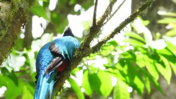 Färgglad Manlig Quetzal Sin Naturliga Miljö Skogen Quetzal Grupp Färgglada — Stockvideo