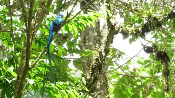 Красочный Мужской Кетзал Естественной Среде Обитания Лесу Кетцаль Группа Разноцветных — стоковое видео