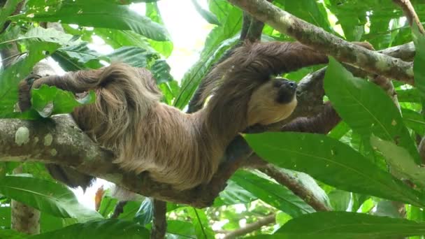 Perezoso Tres Dedos Trepando Árbol Selva Tropical Los Perezosos Son — Vídeo de stock