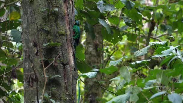 Colorful Male Quetzal Flying Slow Motion Quetzal Group Colourful Birds — Stock Video