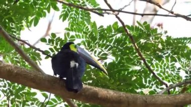 Yağmur ormanlarındaki bir dalda sarı boğazlı toucan. Sarı gerdanlı toucan Orta ve kuzey Güney Amerika'da bulunan aile Ramphastidae büyük bir toucan olduğunu. Coşkulu tropik hayvan. Dünyanın dört bir yanından müthiş renkli eşsiz kuşlar