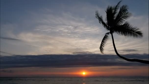Gün Batımında Değmemiş Değmemiş Bir Karayip Plajı Palmiye Ağacıyla Kumlu — Stok video