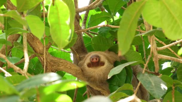 熱帯雨林の枝の上で眠っている三つ枝のナマケモノ ナマケモノは 運動の遅さと 南米と中央アメリカの熱帯雨林の木々に逆さまにぶら下がって彼らの人生のほとんどを過ごのために知られている樹木哺乳類です — ストック動画