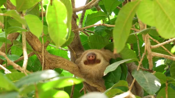 Bradipo Tre Dita Che Dorme Ramo Della Foresta Pluviale Bradipi — Video Stock