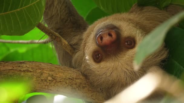 Třírohovaný Lenochoda Spí Větvi Deštných Lesích Sloty Jsou Arboreální Savci — Stock video