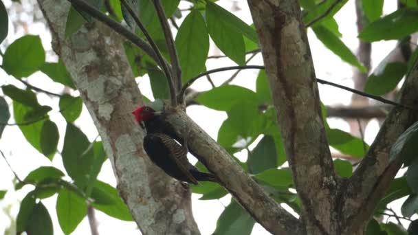Tropical Woodpecker Its Natural Habitat Rainforest Woodpeckers Part Family Picidae — Stock Video