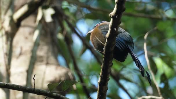 Färgglada Motmot Fågel Sin Naturliga Livsmiljö Skogen Skogsmark Motmoter Eller — Stockvideo