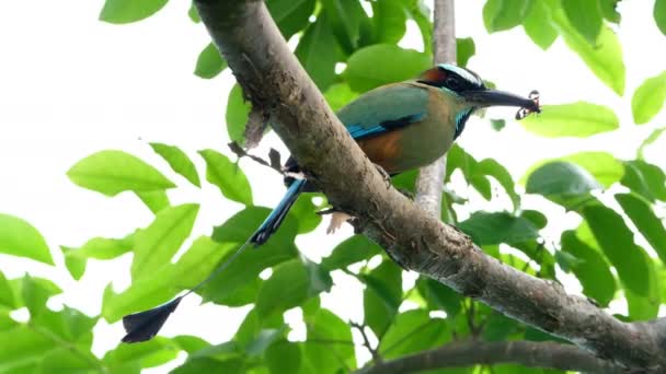 Pássaro Naftalina Colorido Com Uma Borboleta Seu Bico Floresta Momotidae — Vídeo de Stock