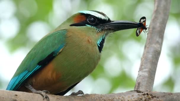 Pássaro Naftalina Colorido Com Uma Borboleta Seu Bico Floresta Momotidae — Vídeo de Stock